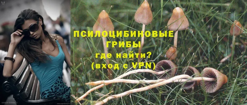 сколько стоит  blacksprut как войти  Псилоцибиновые грибы MAGIC MUSHROOMS  Нарткала 